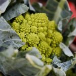 Romesco cauliflower