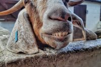 Goat at Windmill Hill City Farm