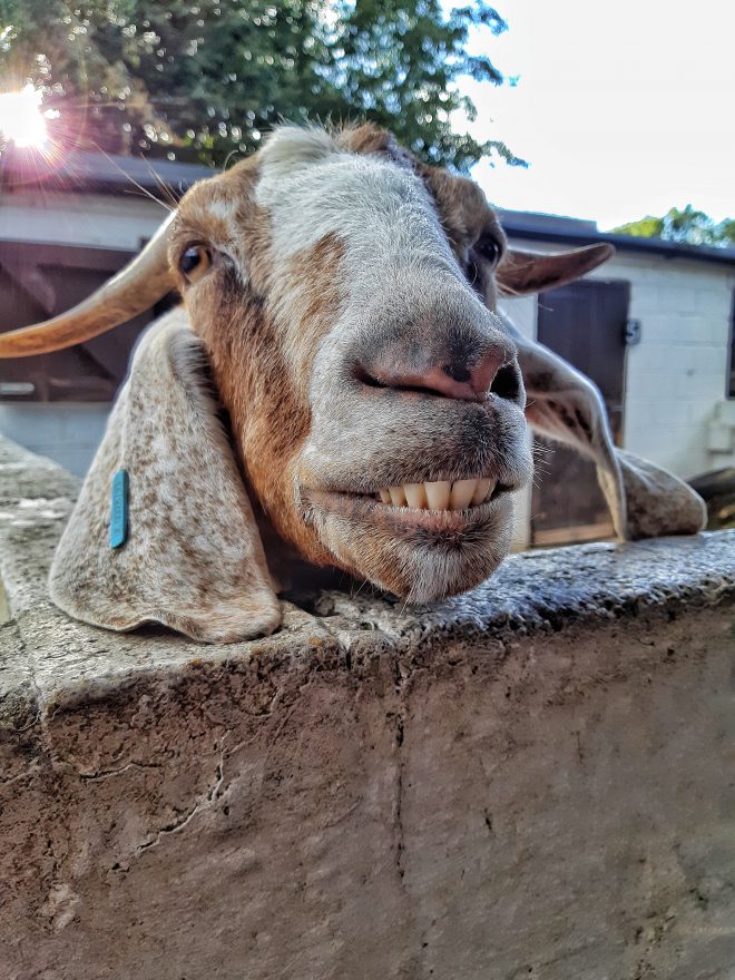 Goat at Windmill Hill City Farm