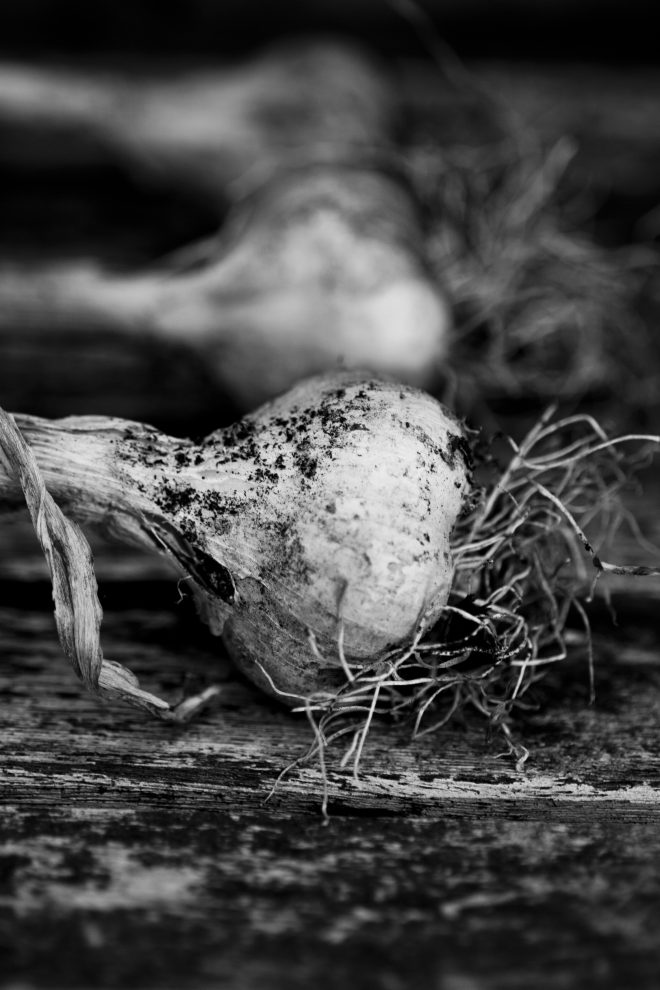 Home Grown Garlic